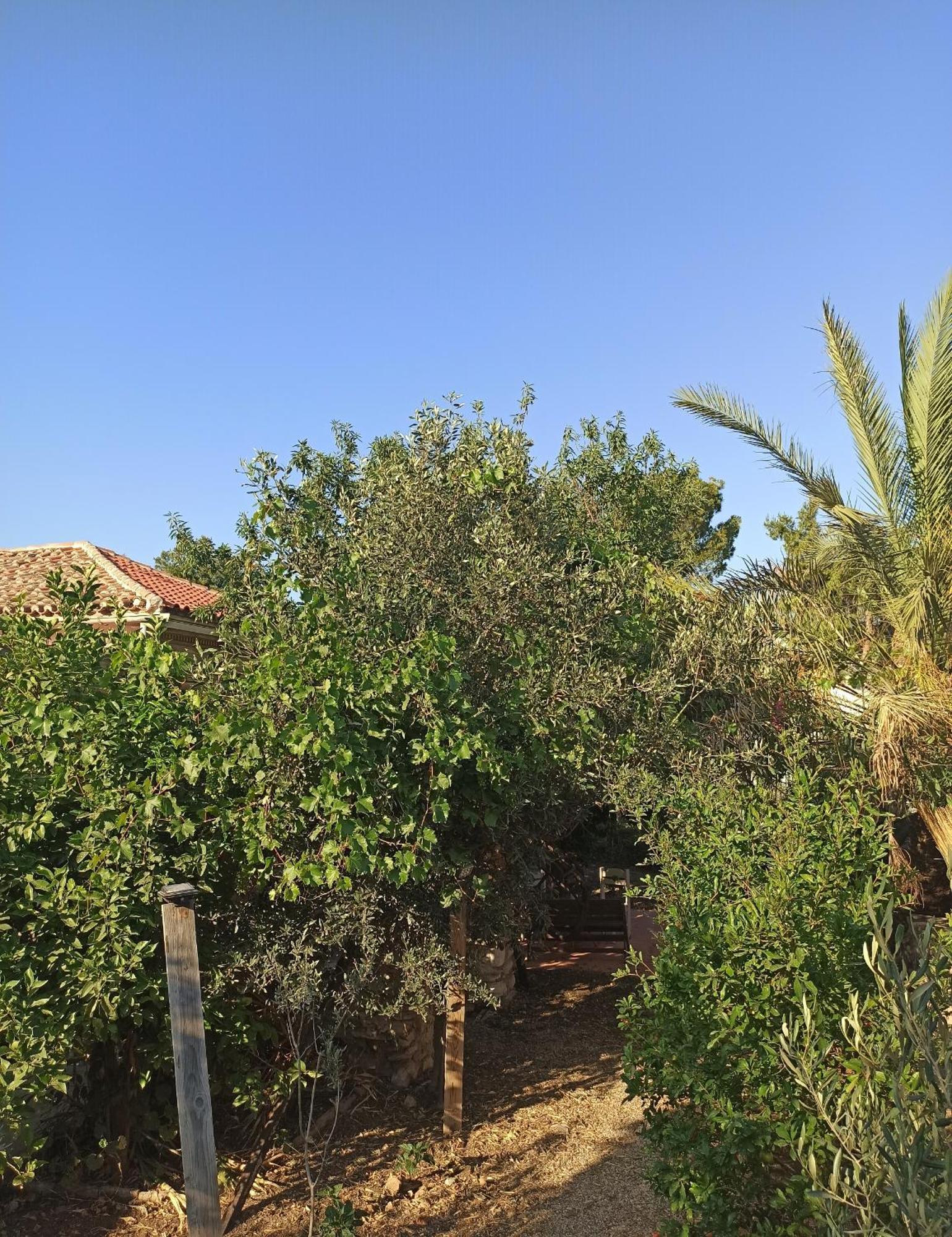 1895 Garden House Βίλα Λαύριο Εξωτερικό φωτογραφία